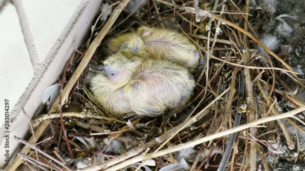 Nestling. Close-up shot of two newborn pigeon babies sitting in the nest. 4K Nestling. Close-up shot of two newborn pigeon babies sitting in the nest. 4K