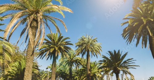 Photography Palm trees on background of blue sky