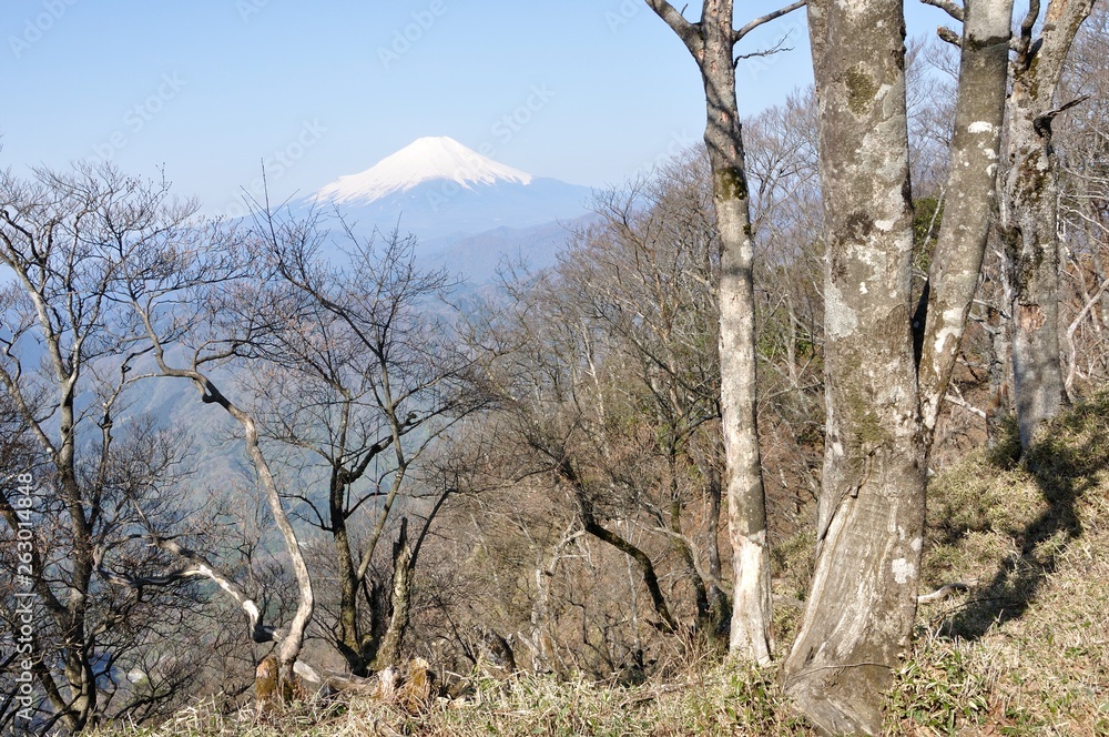 大笄の森から望む富士山