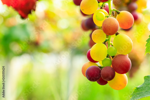 Ripe grapes in the orchard,fruit in a natural scene