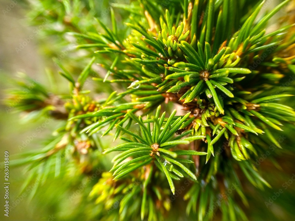 green spruce branches in the sun close up green spruce branches in the sun close up