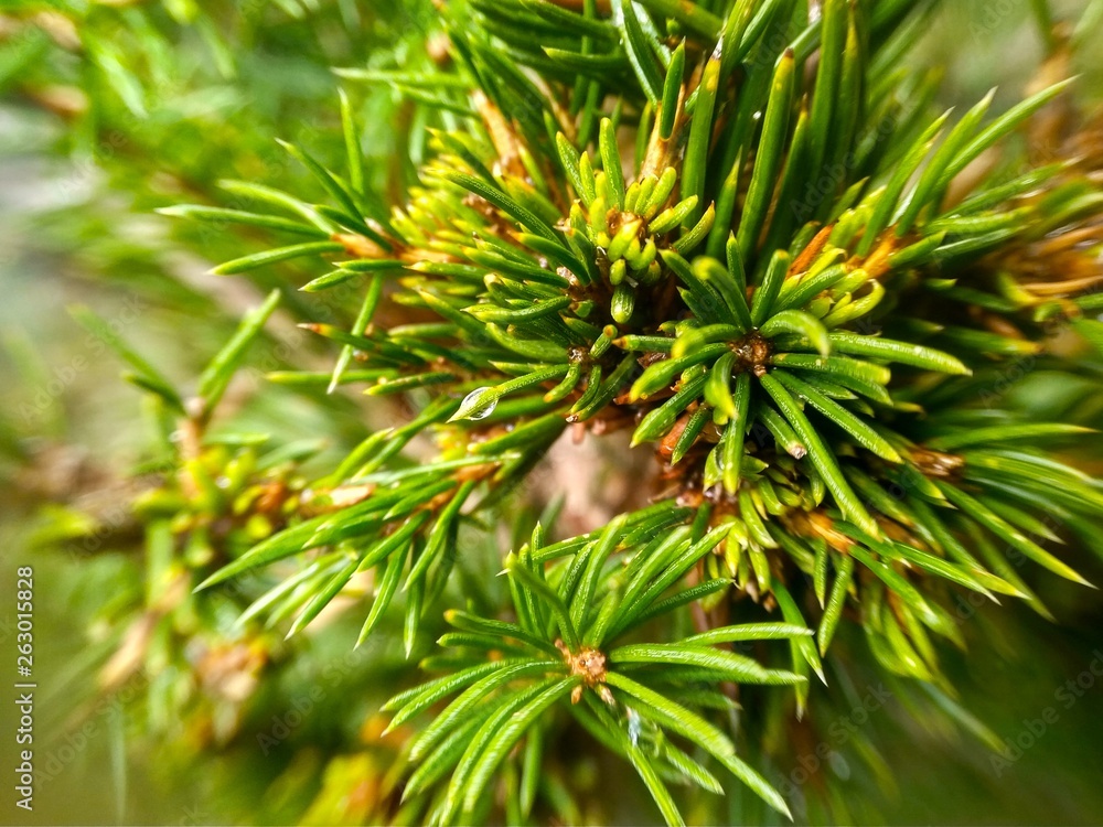 green spruce branches in the sun close up green spruce branches in the sun close up