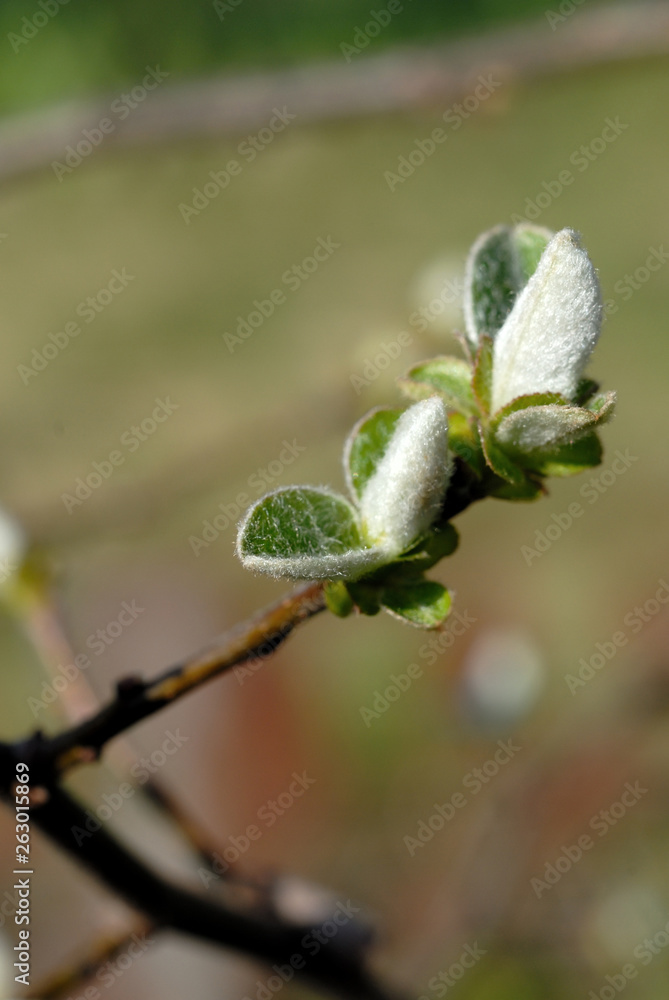 Quince blooms in spring. Shallow depth of field Quince blooms in spring. Shallow depth of field