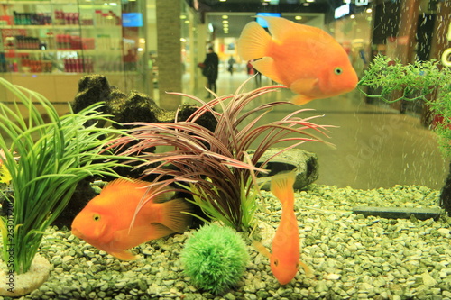 fish in aquarium