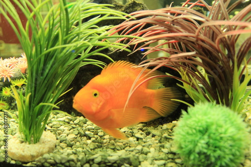 fish in aquarium