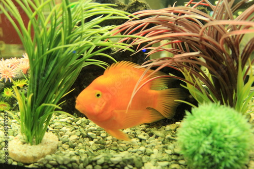 fish in aquarium