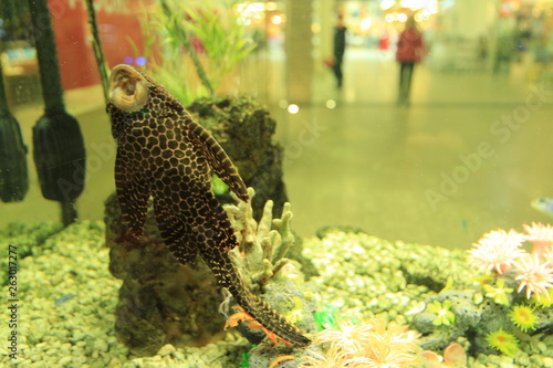 fish in aquarium