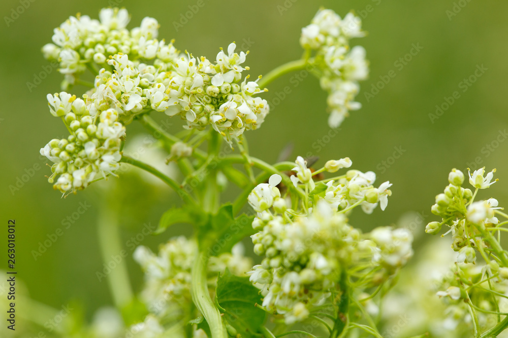 Close-up of little white wild flower on blurred background. Small GRIP Close-up of little white wild flower on blurred background. Small GRIP
