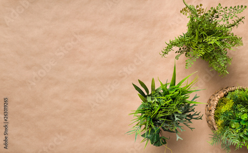 Different evergreen plants in pots, top view