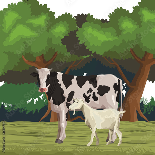 cow and goat