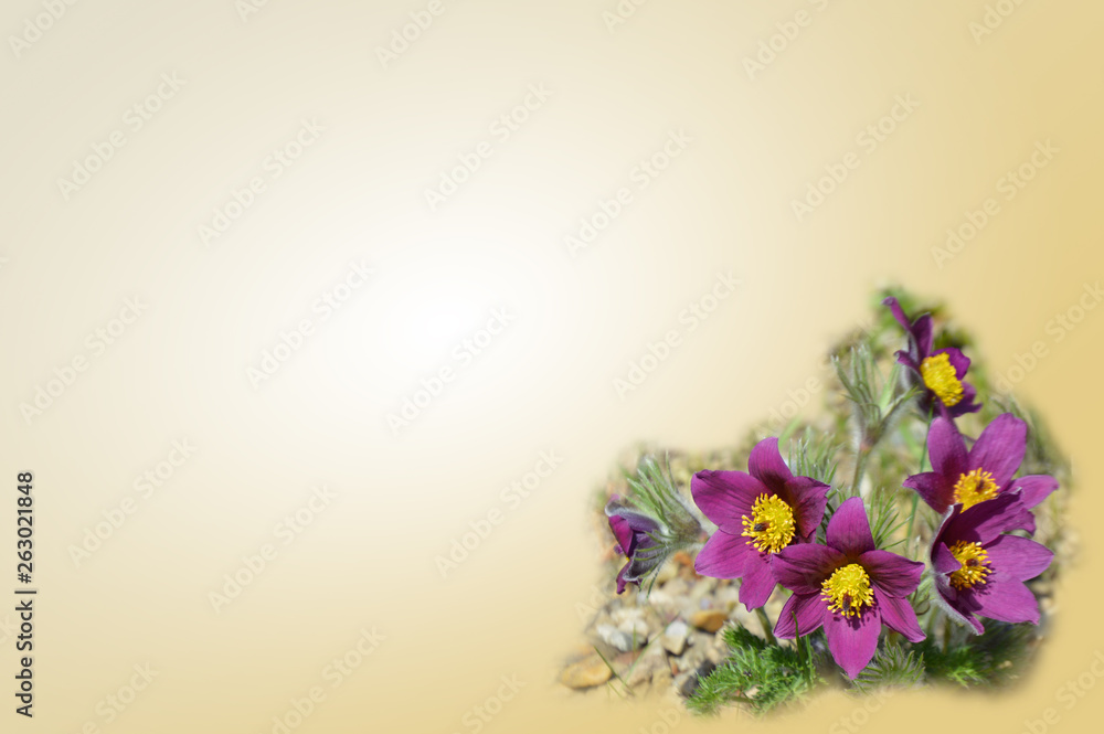 Сard with fuchsia Eastern pasqueflowers 