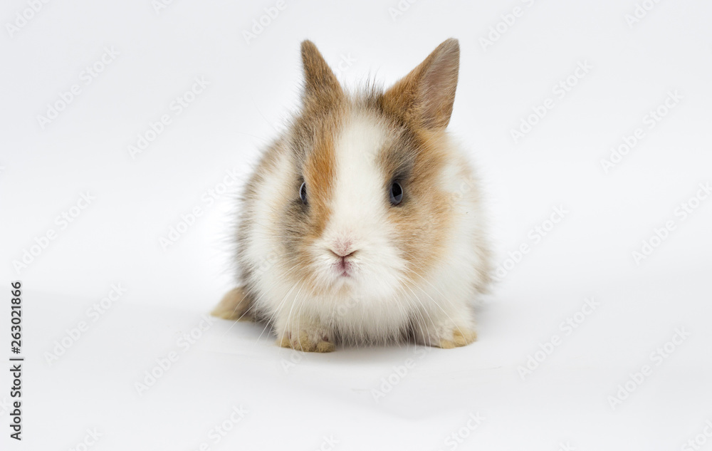 little funny rabbit on a white background