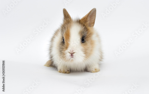 little funny rabbit on a white background