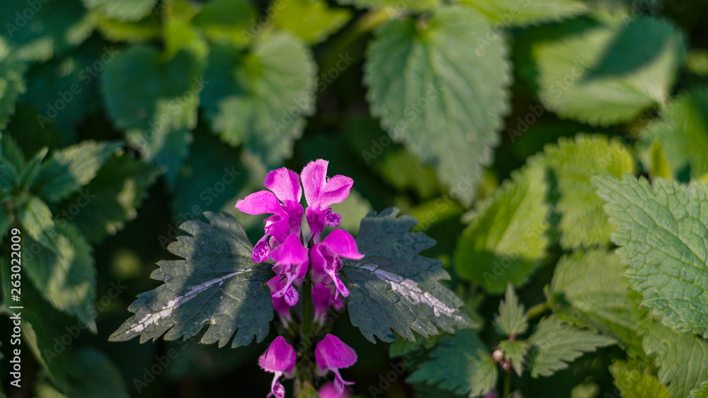 Blumen bokeh