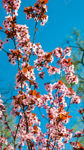 flowers bloom in spring on a fruit tree