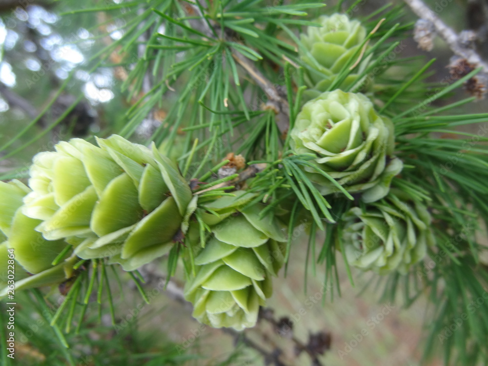 larch larch