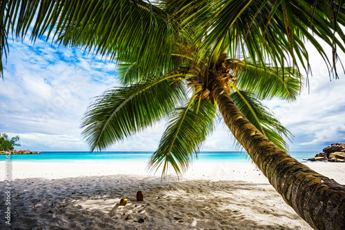 Fototapeta Naklejka Na Ścianę i Meble -  Palm tree,white sand,turquoise water at tropical beach,paradise at seychelles 5