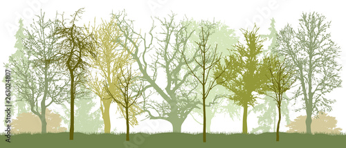 Park (bare trees) in spring silhouette. Vector illustration. photo