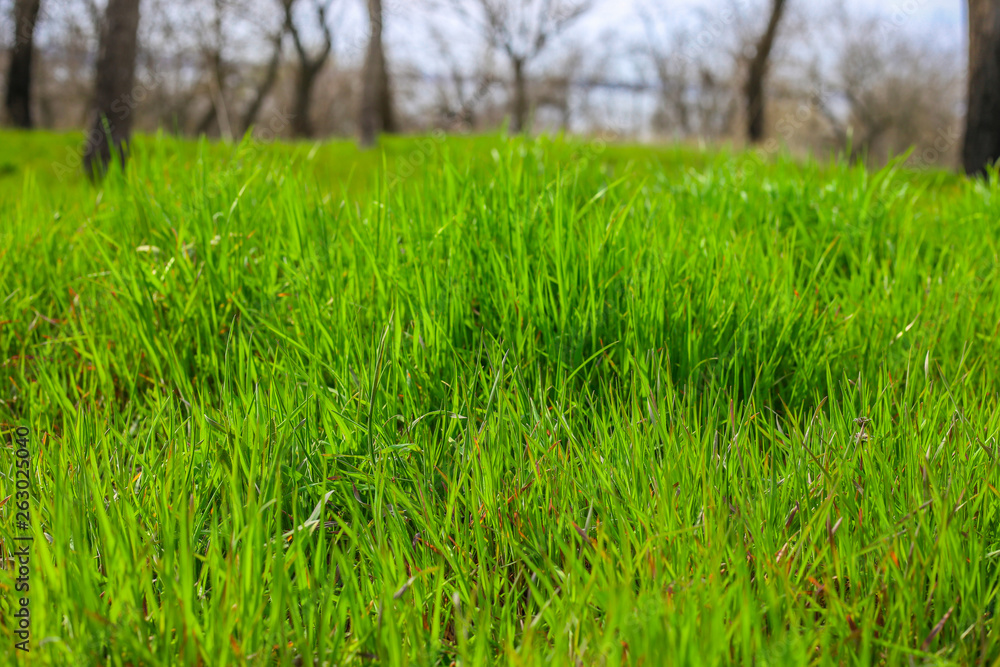 beautiful landscape of green grass