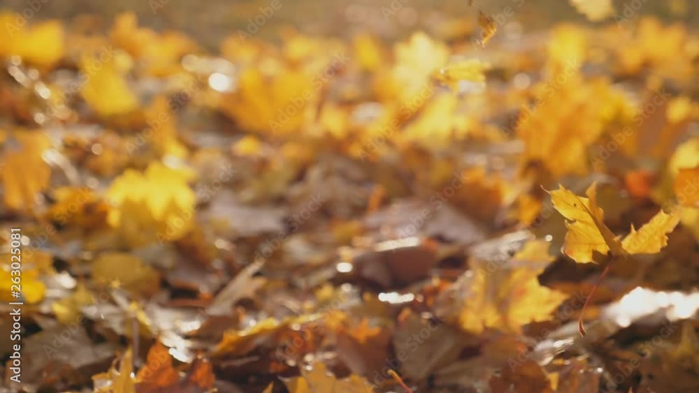 Camera following to yellow maple leaves falling to ground in autumn forest. Sun illuminates dry fallen foliage. Colorful fall season. Background is defocused. Slow motion Camera following to yellow maple leaves falling to ground in autumn forest. Sun illuminates dry fallen foliage. Colorful fall season. Background is defocused. Slow motion
