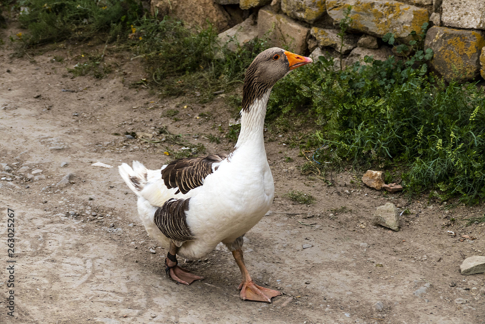 domestic goose wandering in the village, domestic goose wandering in the village,
