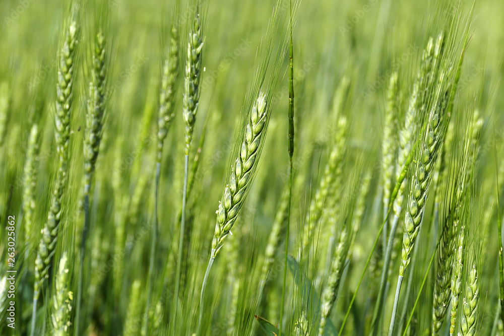 barley plant, green barley spike, barley yet unripe spike, barley plant, green barley spike, barley yet unripe spike,