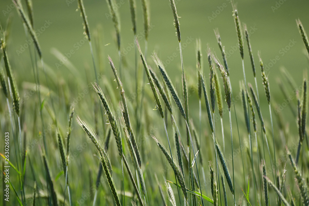 pictures of natural green rye spike in nature pictures of natural green rye spike in nature