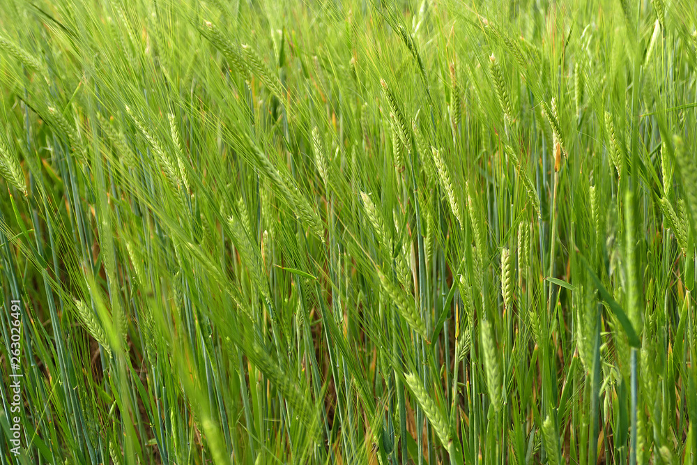 barley plant, green barley spike, barley yet unripe spike, barley plant, green barley spike, barley yet unripe spike,