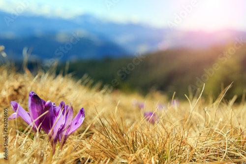 Magic pink crocuses flowers on spring mountain under sunlight. Wonderful nature Background