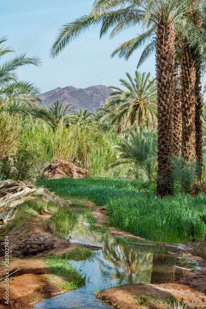 piękny gaj palmowy, Maroko - obrazy, fototapety, plakaty 
