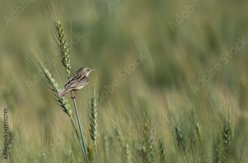 Zitting cisticola in Wheat field 
