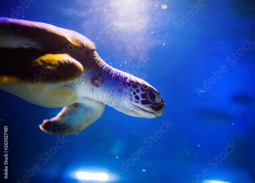 Sea turtle in blue water over coral reef