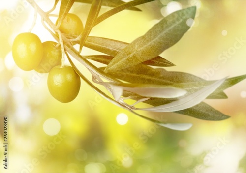 Olives on olive tree branch on background.
