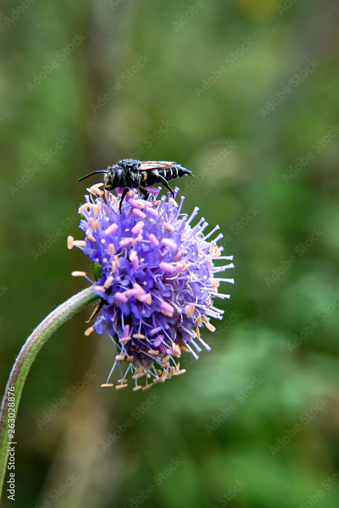 Insect on flower Insect on flower