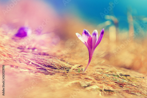 Crocus on the meadow. under sunlight, Spring sunny Landscape.