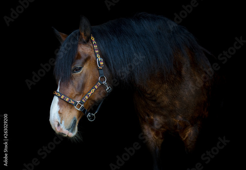 portrait of beautiful old mare horse on black background
