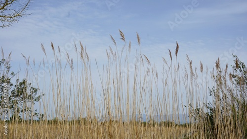 Espigas de trigo al viento