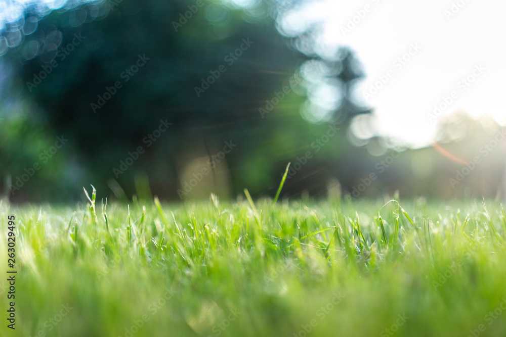 Green grass soft focus macro photo Green grass soft focus macro photo