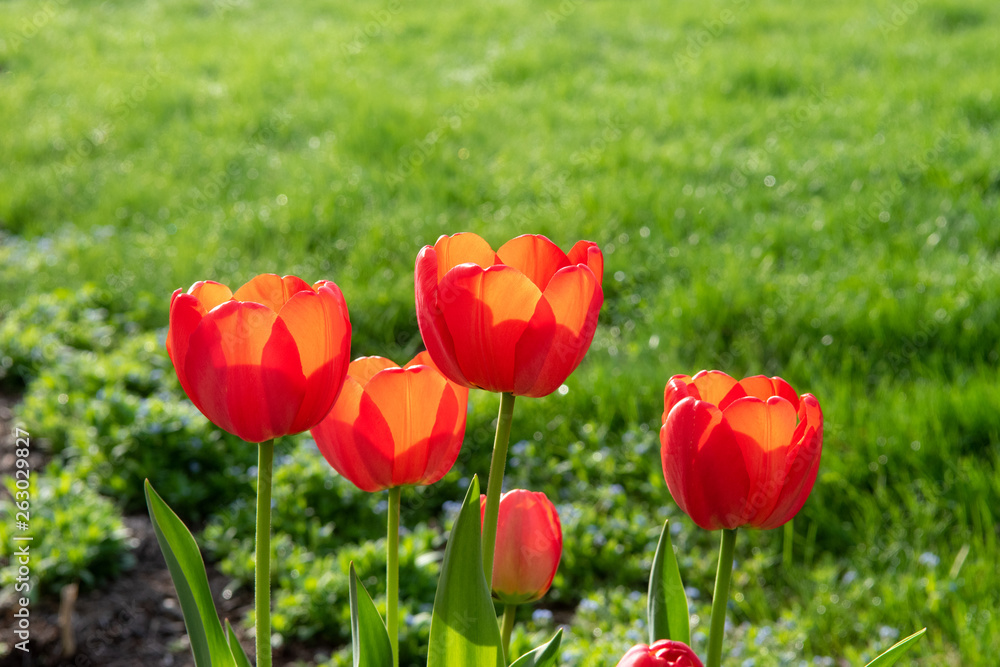 Fototapeta premium Red Tulips with shallow deoth of field on a spring morning.