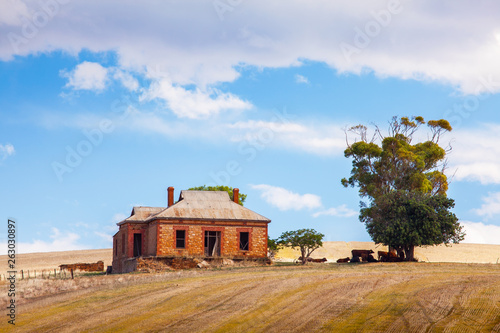 Old/abandoned brick homestead with cattle in the rural countryside of South Australia, a short drive outside of Adelaide.