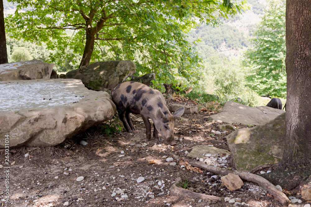 Pig graze in mountainous forest Pig graze in mountainous forest