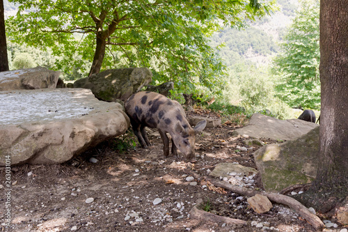 Pig graze  in mountainous forest