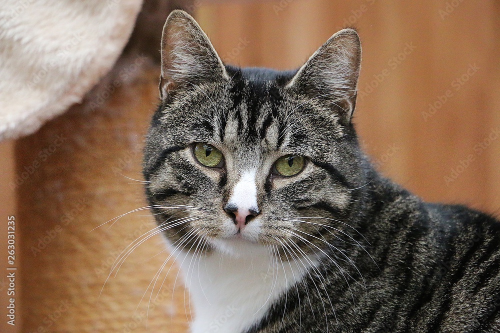 beautiful cat head portrait beautiful cat head portrait