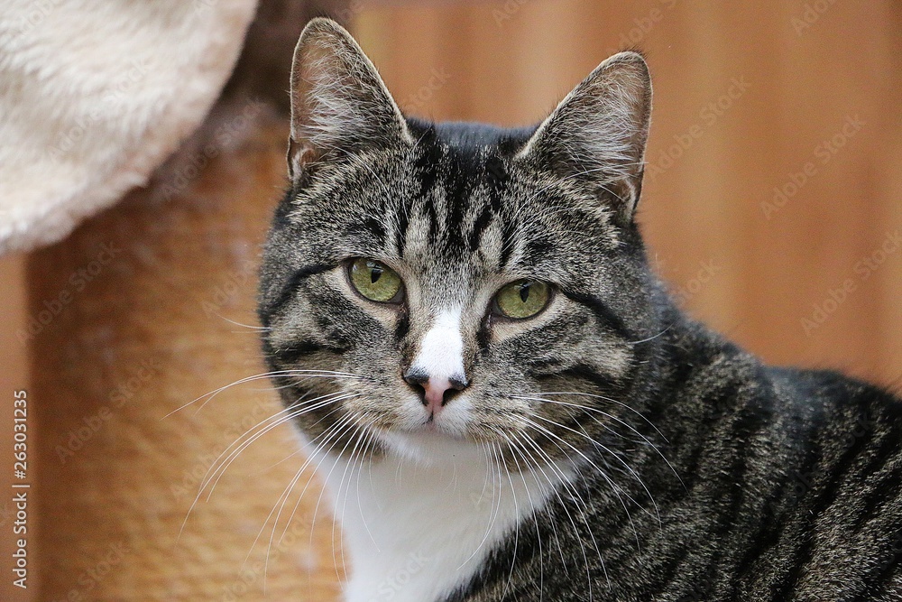 beautiful cat head portrait