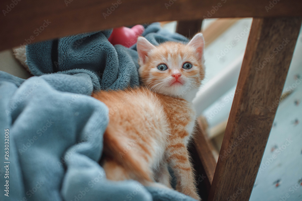 Red kitten with blue eyes on blue background. Looking slyly into the camera