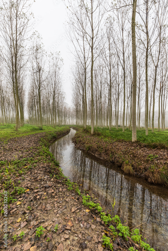 Fototapeta premium Natural park of the Sile river in Italy