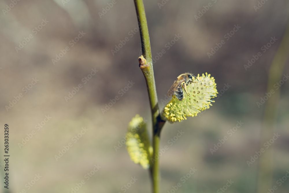 Active work of bees to collect pollen from willow flowers. Active work of bees to collect pollen from willow flowers.