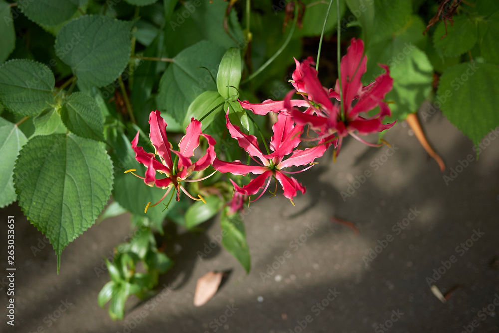 Gloriosa superba Stock Photo Adobe Stock