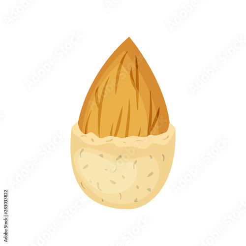Almond nut in a nutshell vector illustration isolated on white background. Nut vector