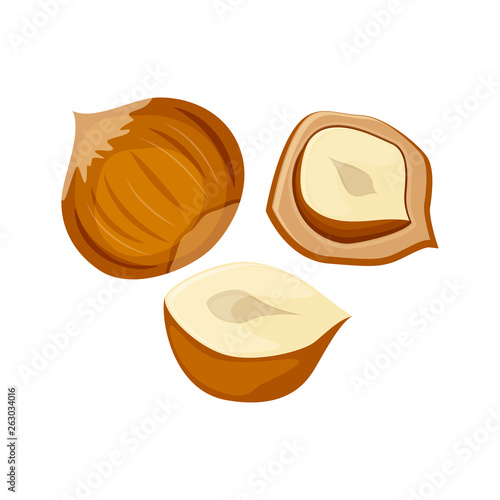 Hazelnuts set vector illustration isolated on white background. Nuts vector